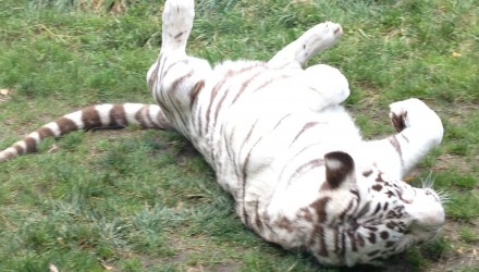 Amnéville terre des animaux pour le plus grand plaisir des enfants