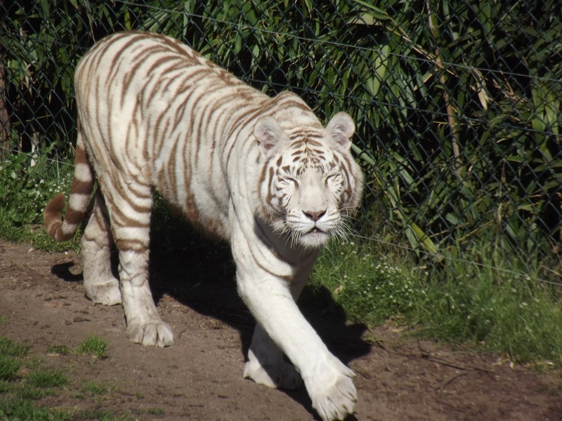 Le 30 septembre, Rafael Lorraine invité d’Industeam au zoo d’Amnéville