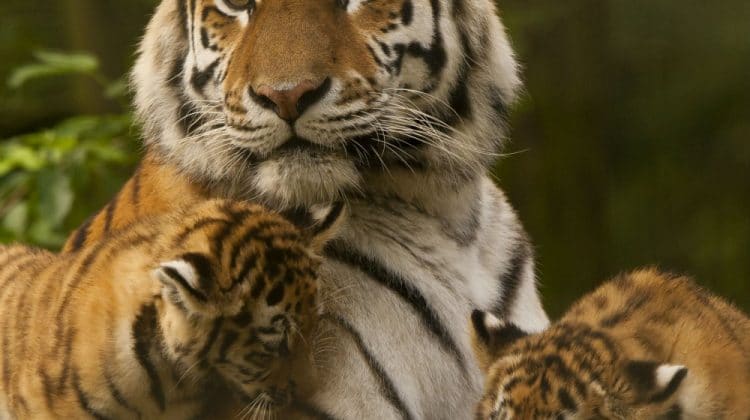 Le 1er décembre, on a fêté Noël au zoo d’Amnéville